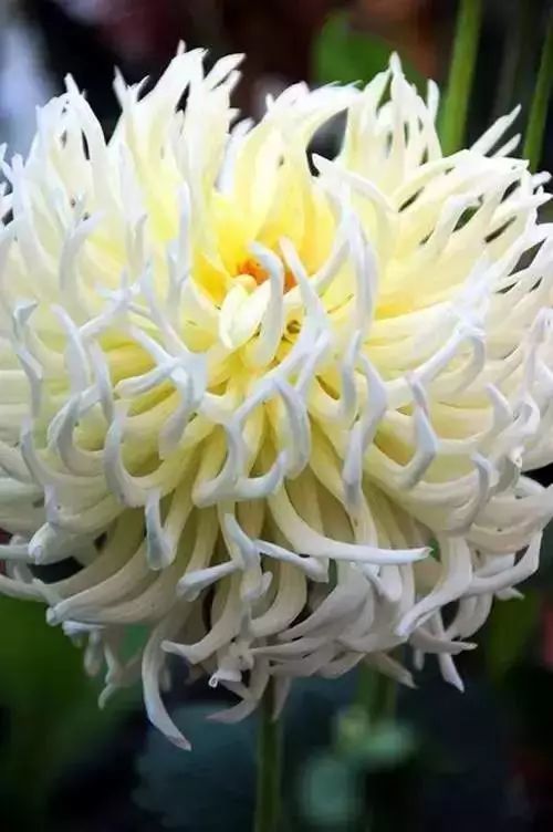 秋日|秋日赏菊，美醉了！