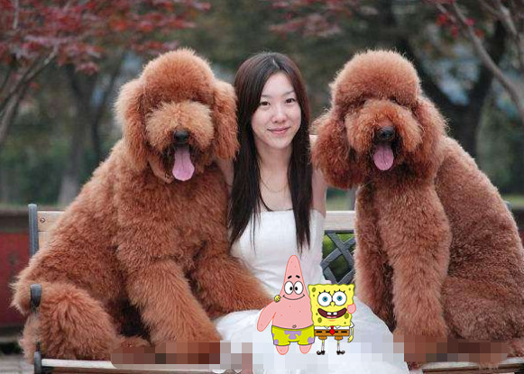 网红巨型泰迪爆火,美女抱它时却尴尬了,"泰日天"果然不论大小