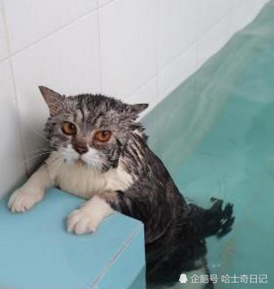 新开了一个宠物游泳馆,特地带猫咪试游,结束后看它的眼神太好玩