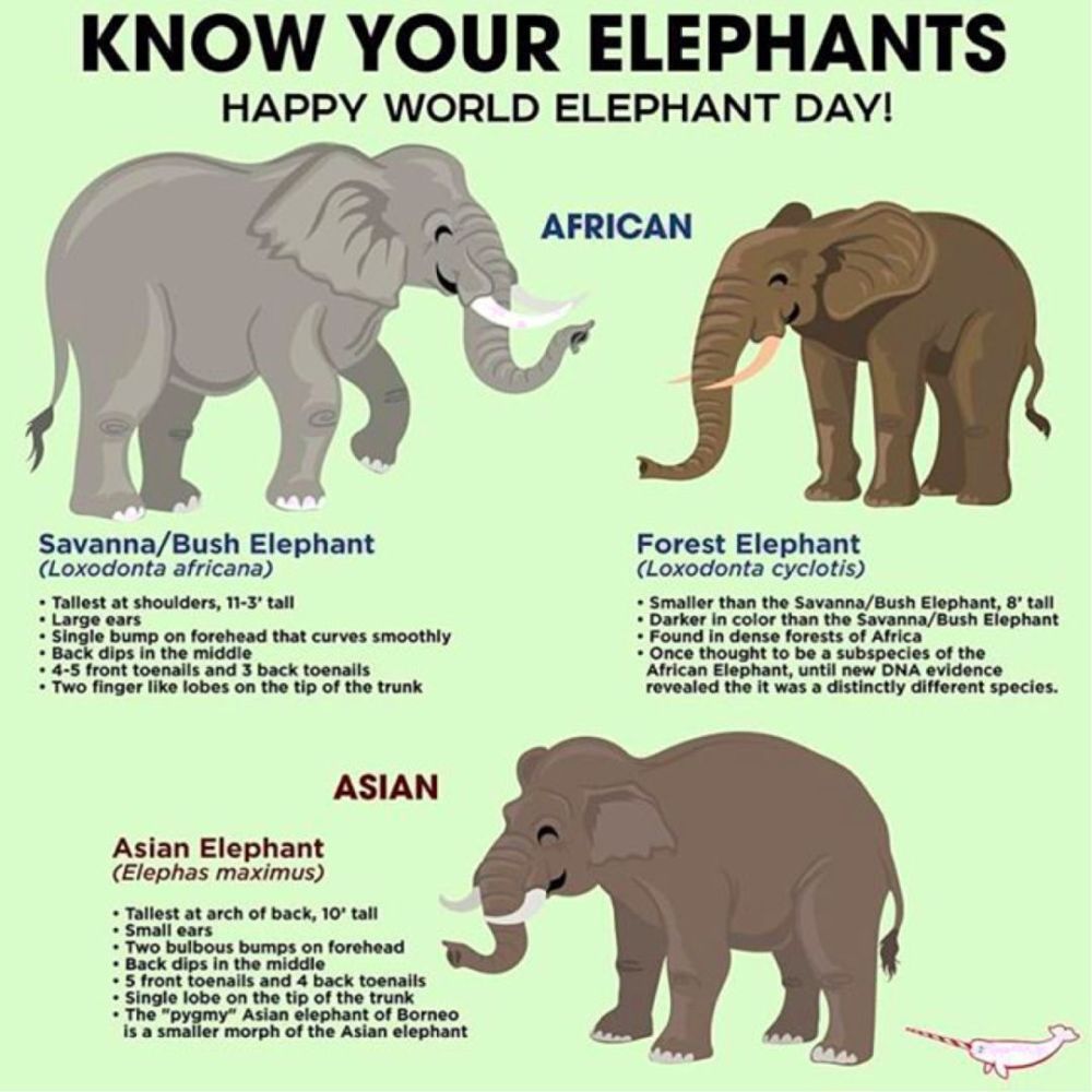 world elephant day非洲象(孙晋强/摄影)非洲象(孙晋强/摄影)亚洲象