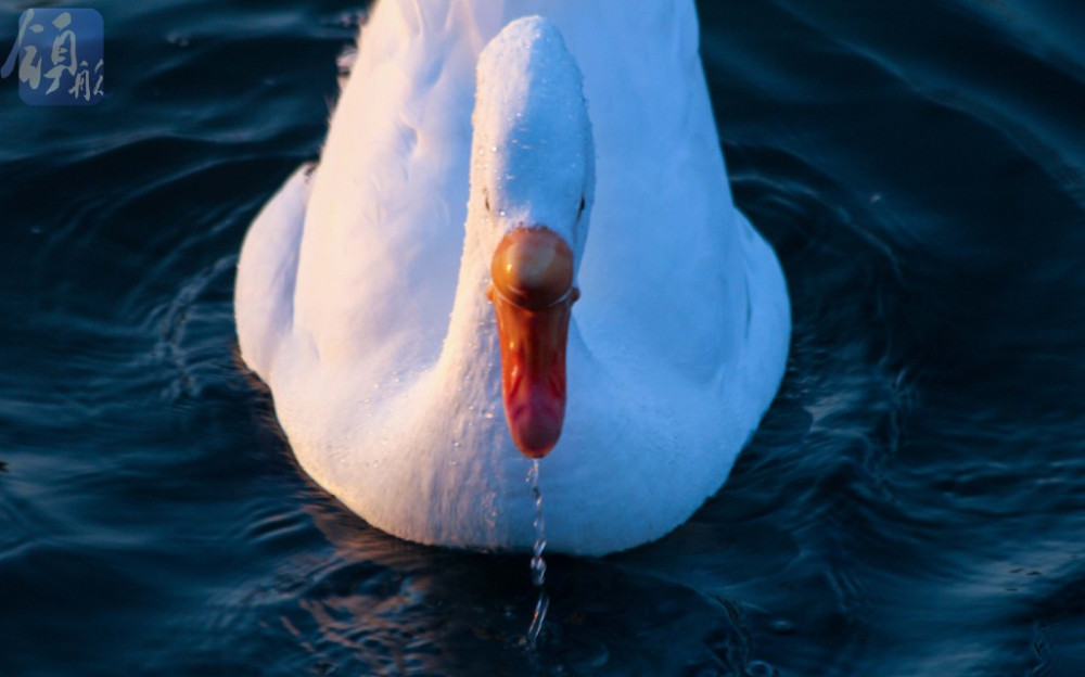 主人送宠物白鹅上大学,毕业证书不重要,争取找