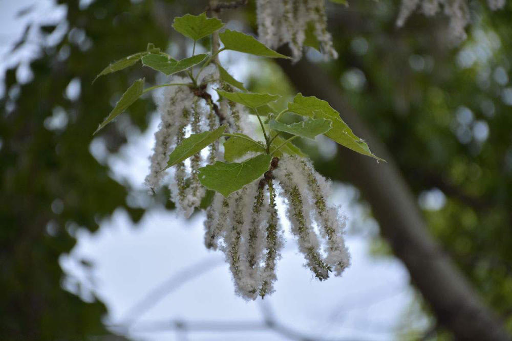 它是5月的一大害树,农民称它白杨树,插一根树