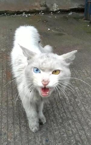 一根火腿肠给猫后,就被死死黏上,仔细一瞧那双