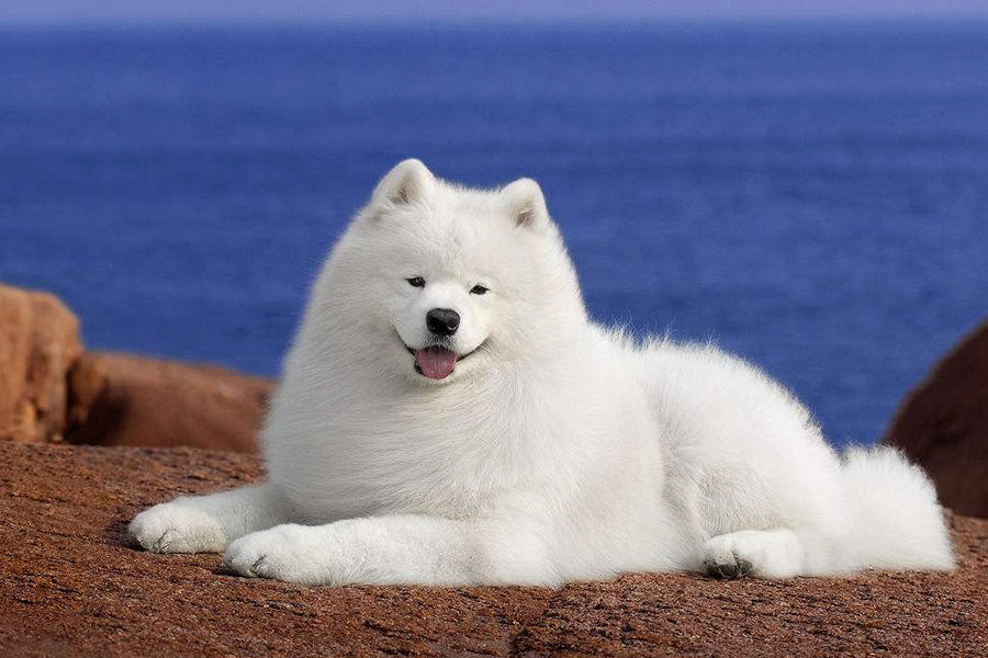 最漂亮的狗 腾讯网