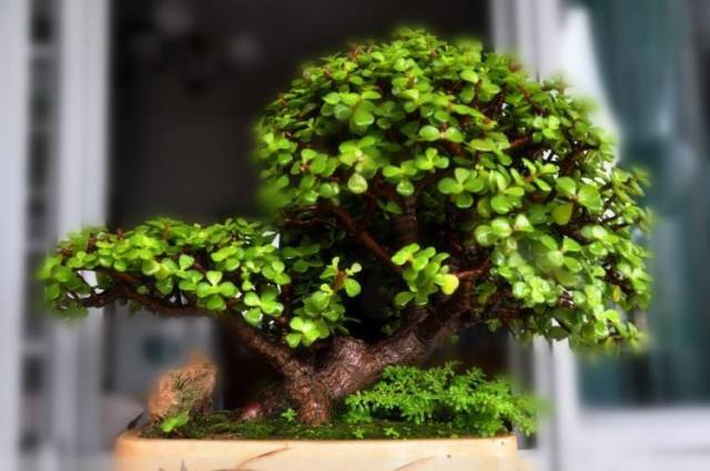 你以为马齿苋树不值钱?养成这样的盆栽,俩月