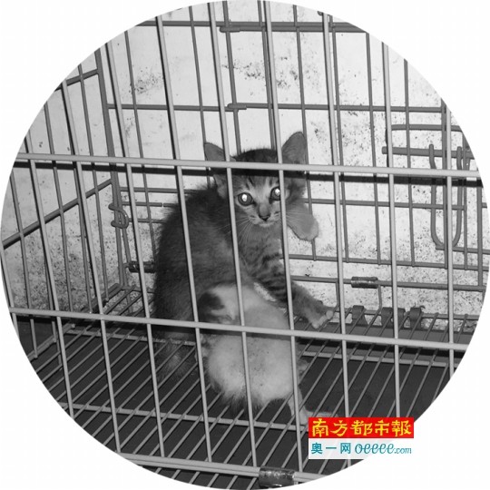 遇见两流浪猫口吐白沫 广州女业主怀疑猫咪被