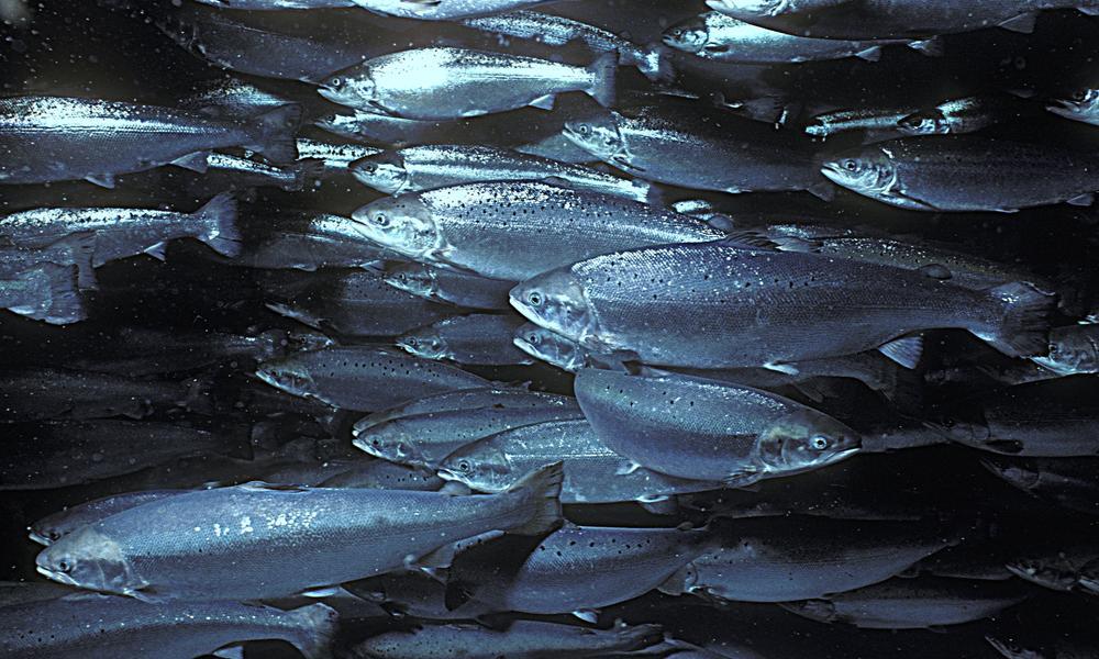 虹鳟是三文鱼?中国三文鱼养殖有必要跟国际标准接轨
