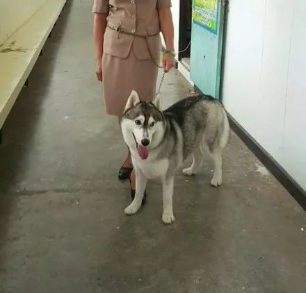 女老师带狗子到教室上课,网友:这学校要拆迁了?