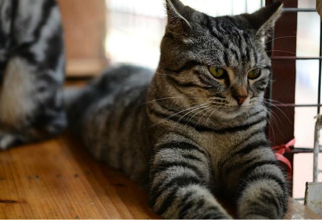 和美国银斑猫一起,不仅仅是拥有一个善良而忠诚的终生朋友,更是一个