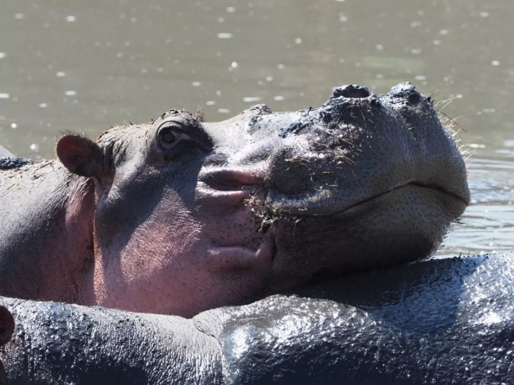 两名中国游客在肯尼亚遭河马袭击1死1伤 去非