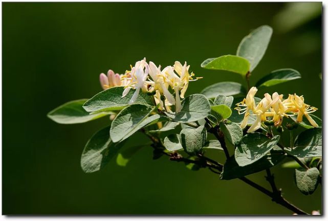金银木的枝条繁茂,叶色深绿,每年   到   月时,层层开花,金银相映,8