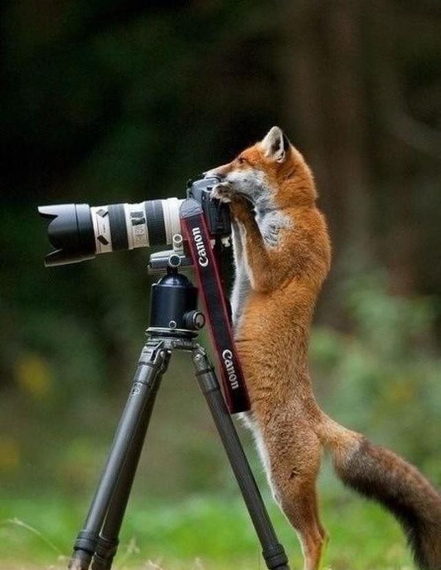 12个有趣的非常有人性化的动物图片