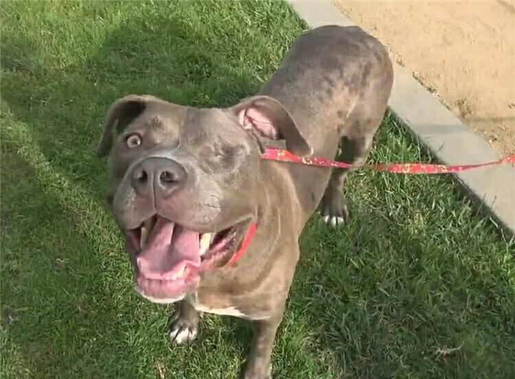 落敗比特犬遭遺棄,滿身是傷 眼珠被挖,幸得好心人救助恢復健康