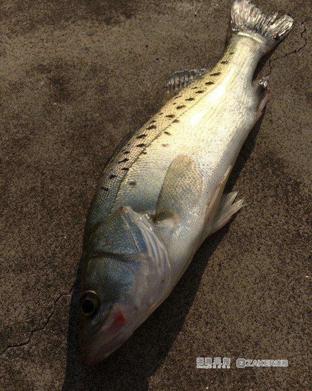 长沙洋湖湿地公园频现怪鱼专家那是鲈鱼