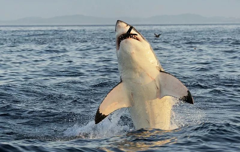 《摩登大自然》鲨鱼