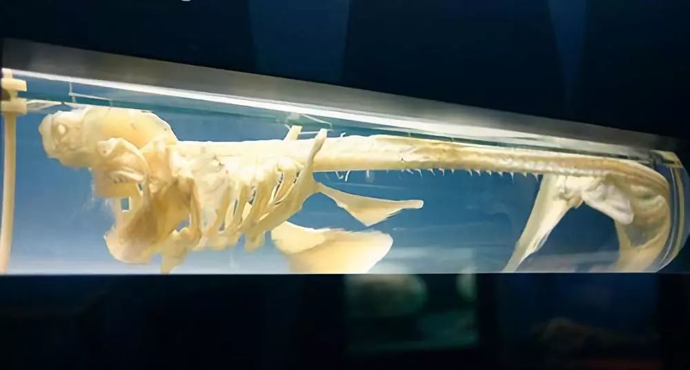 鲨鱼属软骨鱼纲,骨架都是由软骨构成的,软骨要比骨头更轻更有弹性