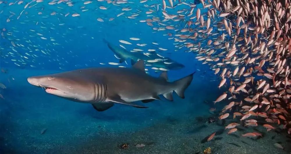 《摩登大自然》鲨鱼