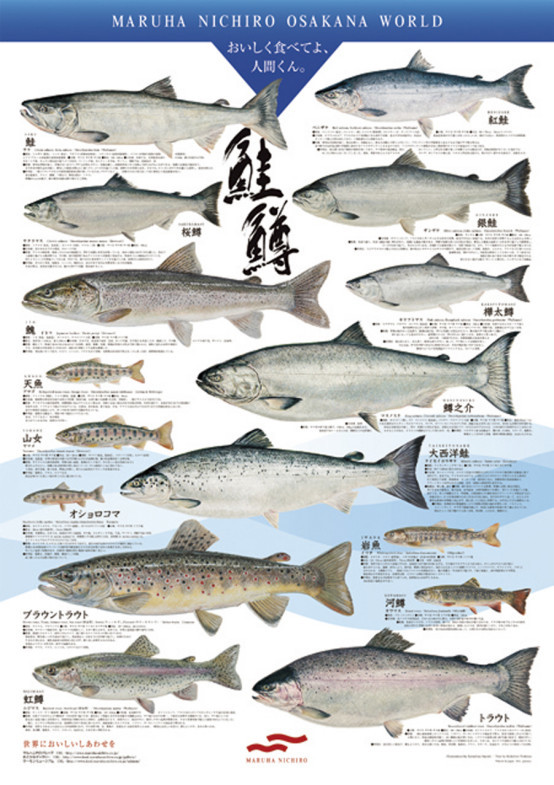 国产虹鳟正式被列为三文鱼吃日料前你必须明白这些事