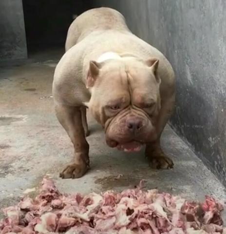 恶霸犬一餐吃整堆肉 全身长腱子肉 主人一看兴奋到起飞 腾讯网