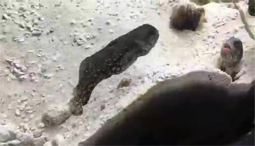 两条鱼打架的画面无声胜有声:我呸,我再呸,我还