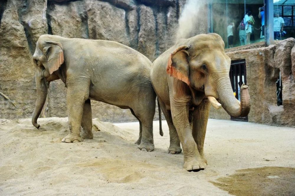 没有大象的未来,我们将失去什么?