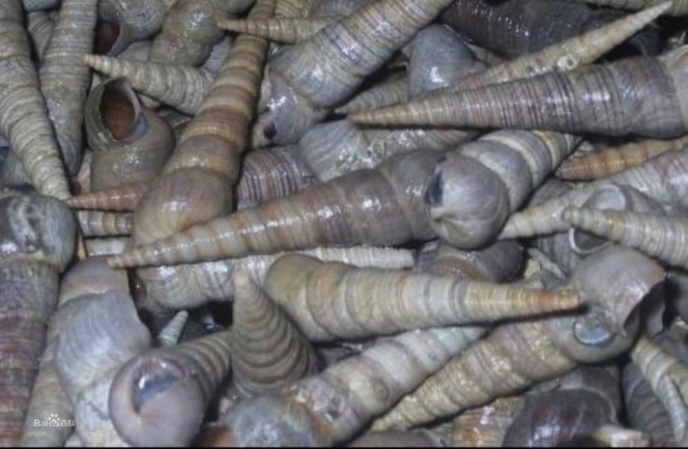 长钉螺的季节,一斤只卖3块钱,讨海人还帮你全部处理干净!