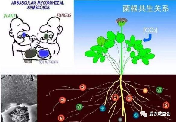 蔬菜連作障礙的預防