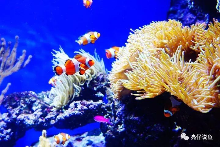 红小丑属常见鱼种,价格便宜,购买时注意与印度红小丑(amphiprion