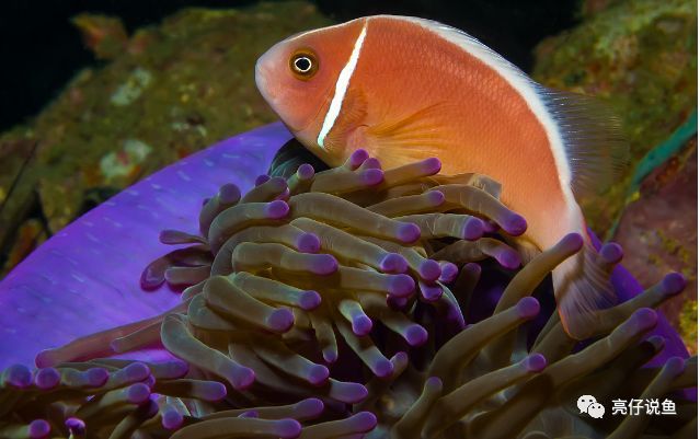 红小丑和印度红小丑(amphiprion ephippium)的最大区别在于,印度红