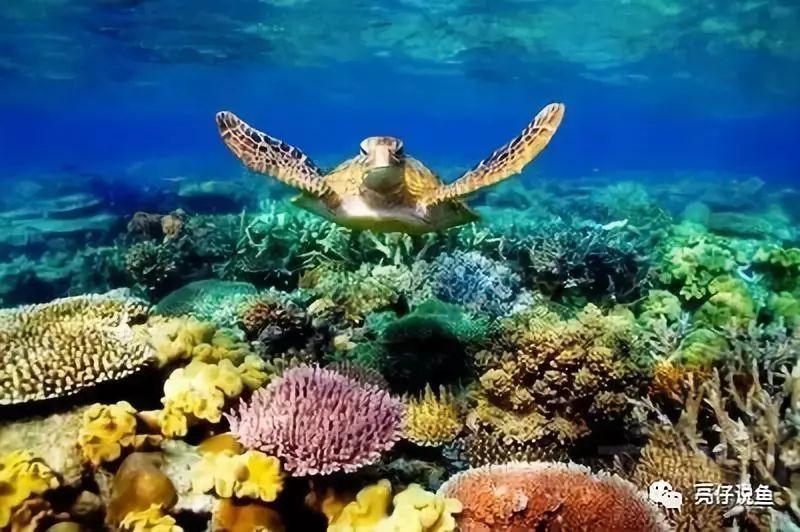 红小丑和印度红小丑(amphiprion ephippium)的最大区别在于,印度红