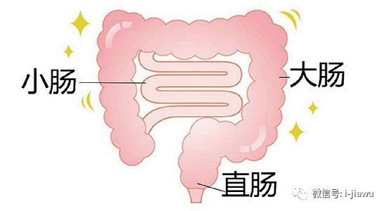 健康 从食物入口 到最后成大便排出 需要多长时间