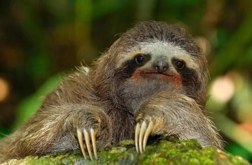 每小时爬行100米三趾树懒堪称爬行最慢的动物