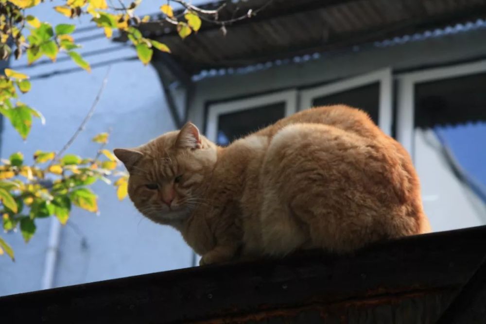 橘猫为什么这么胖 也许只是视觉问题 腾讯网