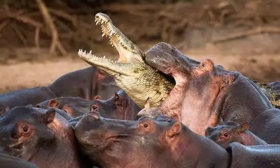 中国游客肯尼亚遭河马袭击身亡!不知道这些就