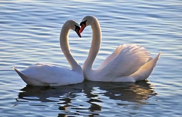 2020七夕节浪漫情话短信 微信七夕情人节唯美图片