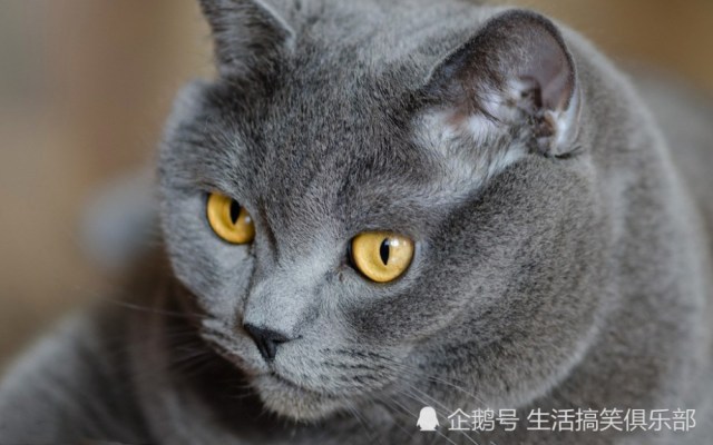 最长寿的九大猫种:暹罗猫第二,第一破了20年