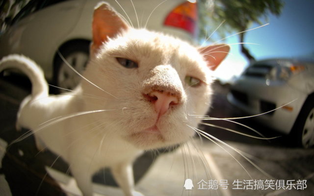 最长寿的九大猫种:暹罗猫第二,第一破了20年