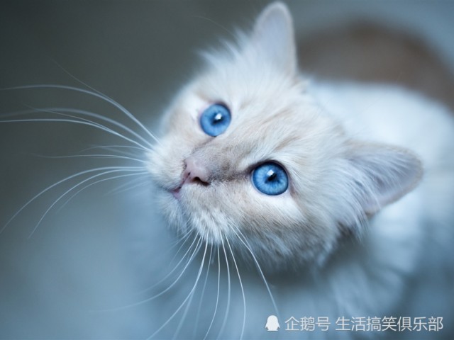 最长寿的九大猫种:暹罗猫第二,第一破了20年
