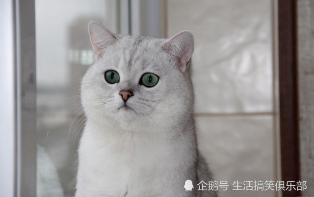 最长寿的九大猫种:暹罗猫第二,第一破了20年