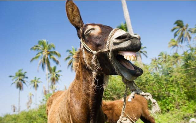 提价王东阿阿胶半年报出炉,净利润高增长的金