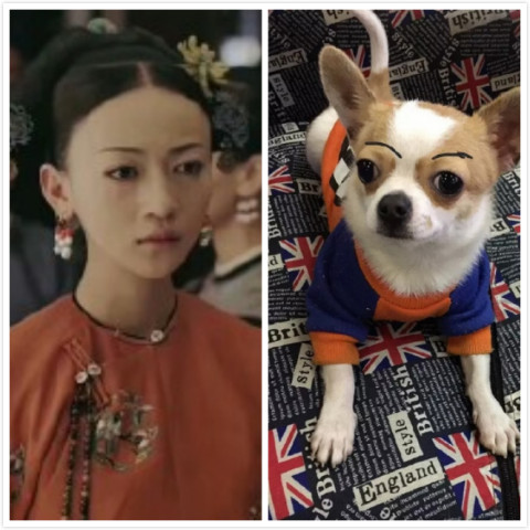 五个明星,迪丽热巴像猫咪,魏璎珞像吉娃娃,最后一个笑死人!