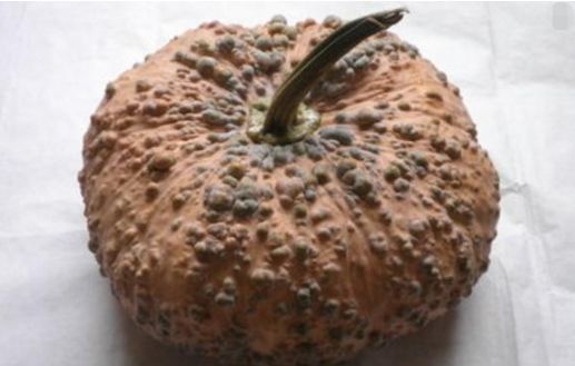 这是什么瓜?像苦瓜又像南瓜,网友:苦瓜跟南瓜