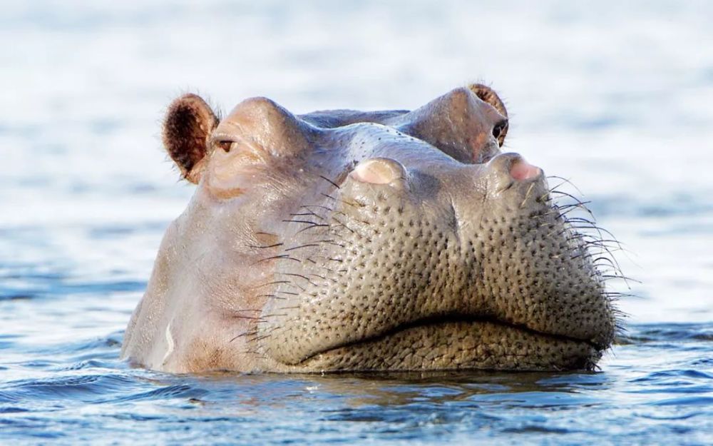 中国游客肯尼亚遭河马袭击身亡!不知道这些就