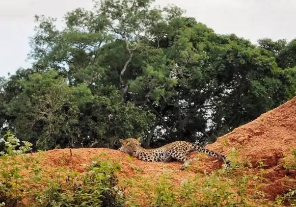 中国游客肯尼亚遭河马袭击身亡!不知道这些就