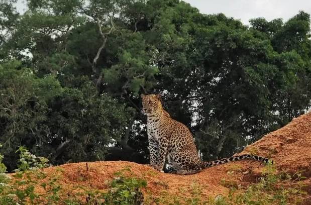 中国游客肯尼亚遭河马袭击身亡!不知道这些就