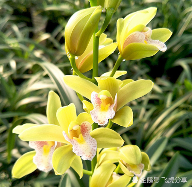 香格格四季开花香飘飘兰花就数它最香