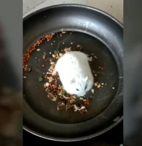 咬人的仓鼠不要扔,裹上鸡蛋液,粘上面包糠,下锅