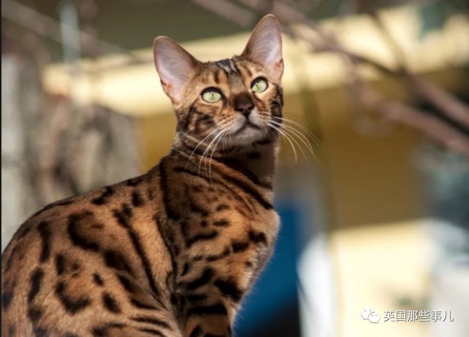 鏽斑豹貓(rusty-spotted cat)