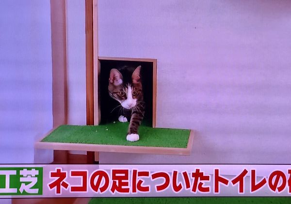 日本人爱猫爱到骨子里 为爱喵生活的更舒适大兴土木装修喵的房间 腾讯网