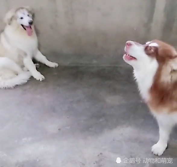主人想抱一下别的狗玩,阿拉斯加犬不让还去咬